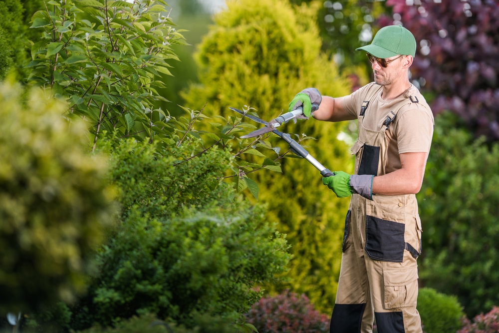 Gardener trimming a hedge with shears
