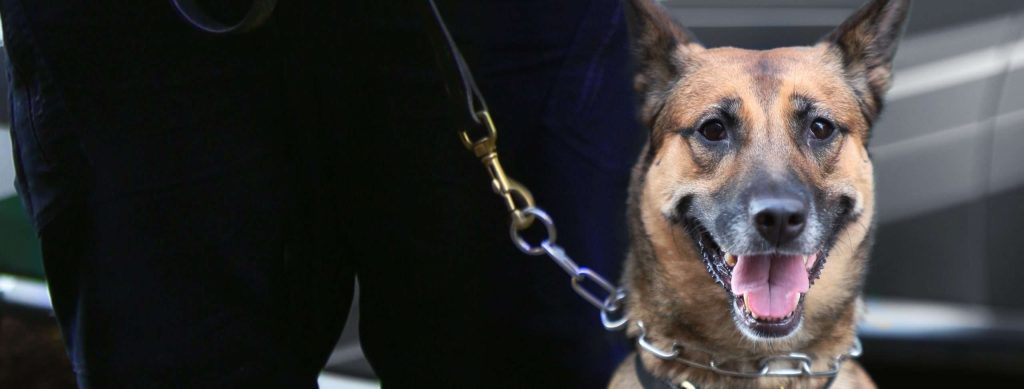 Security dog on a lead