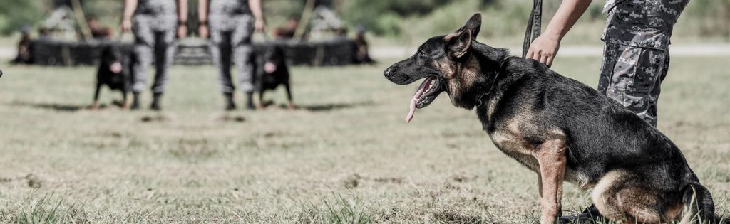 Security dog handlers with German Shepherds on a training field