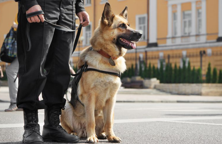 SIA-licensed security dog and handler on patrol in the UK